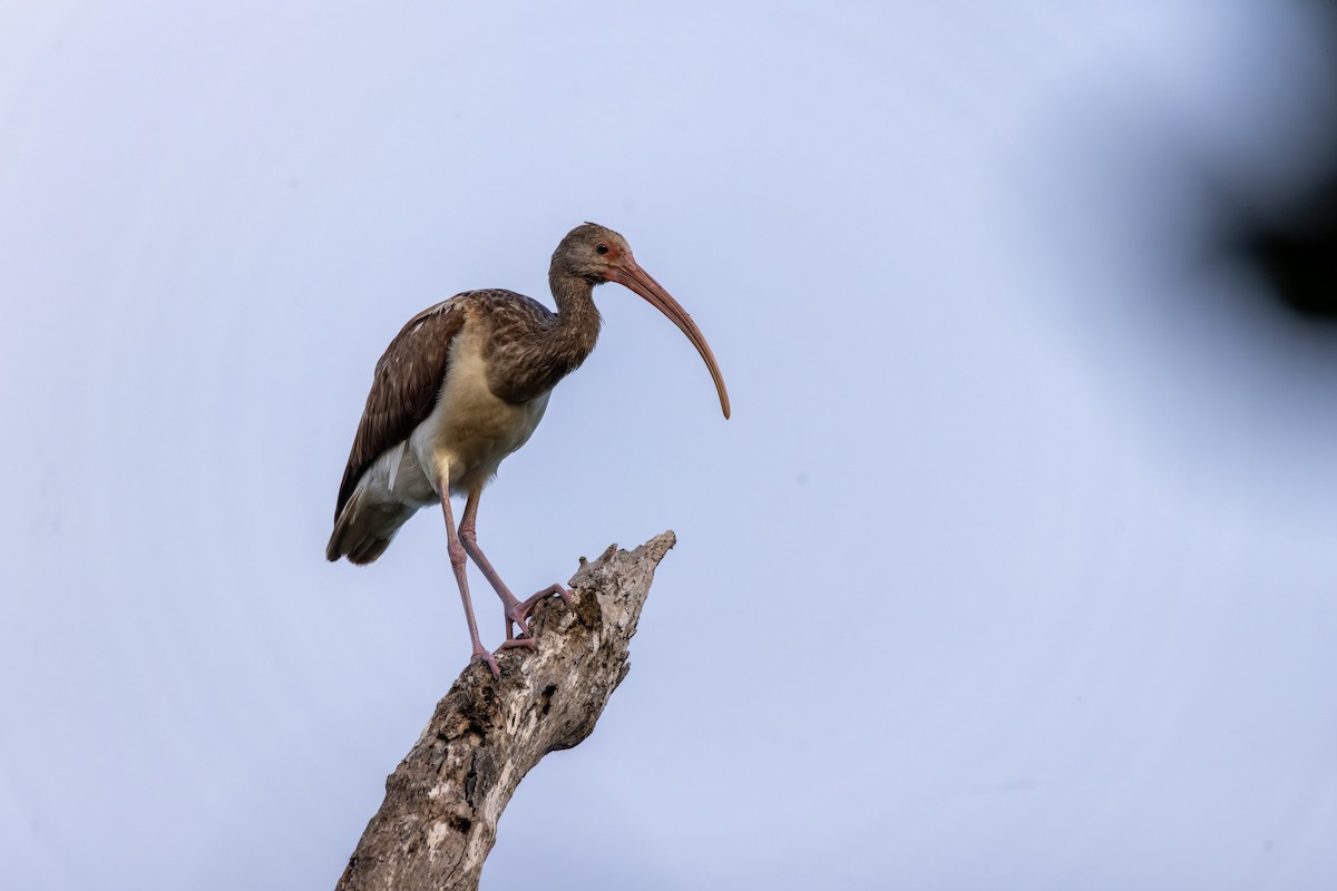 Corocoro Blanco - ML646555362