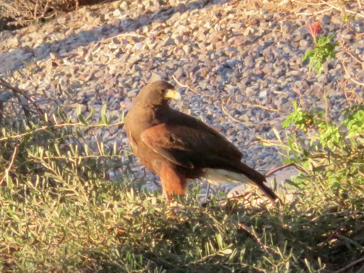 kaktusvåk - ML646555364