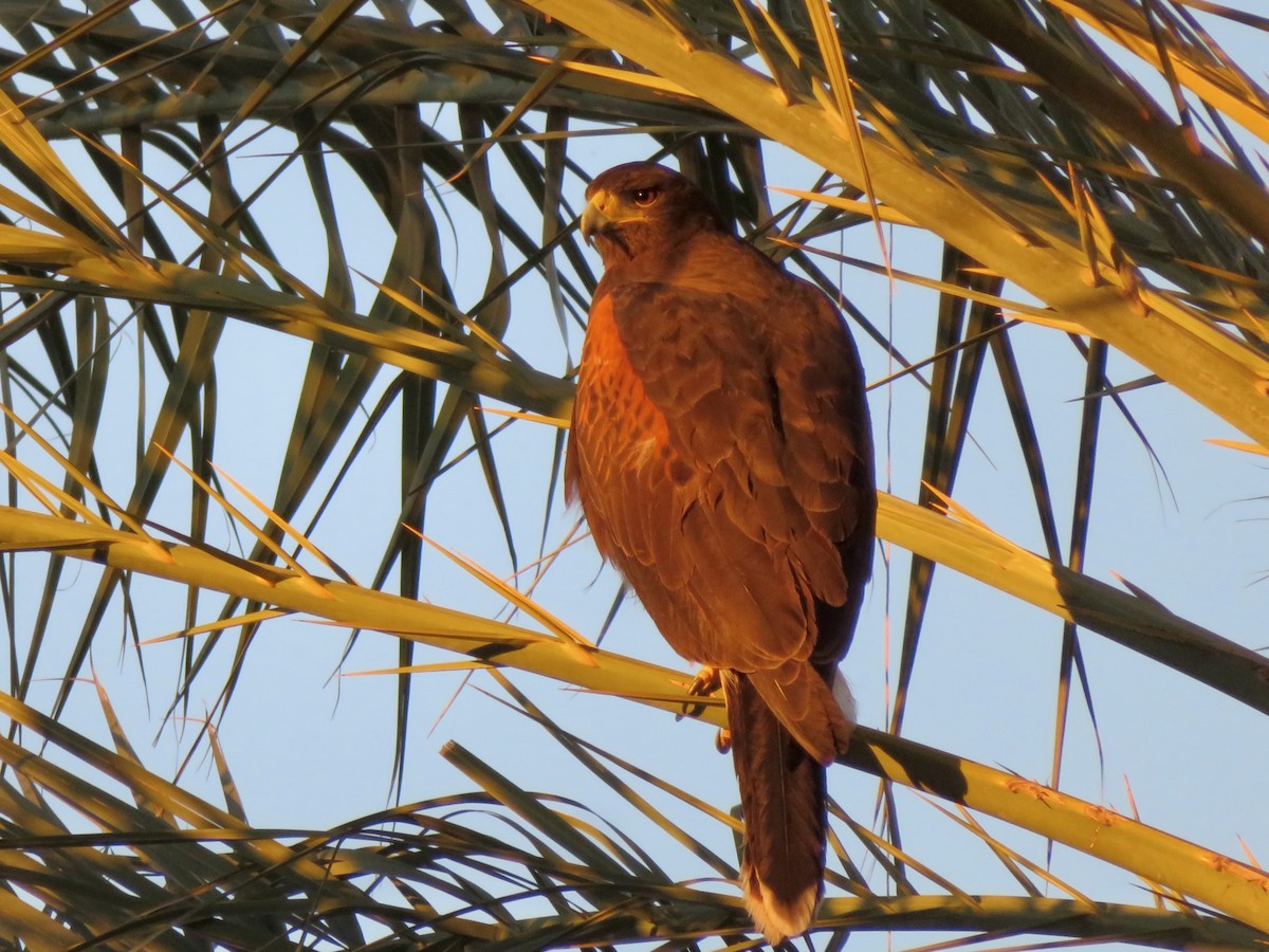 kaktusvåk - ML646555365