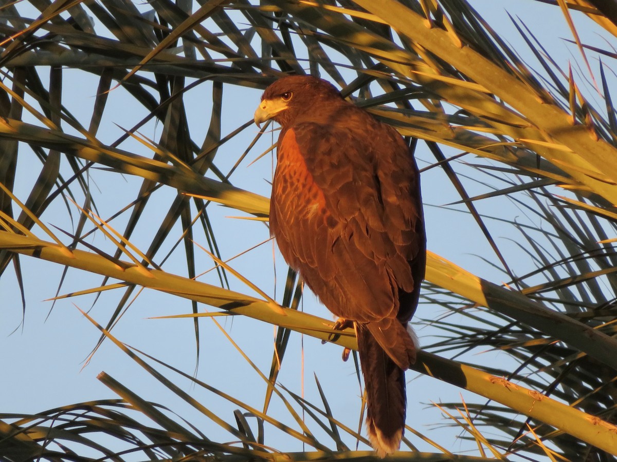 kaktusvåk - ML646555366