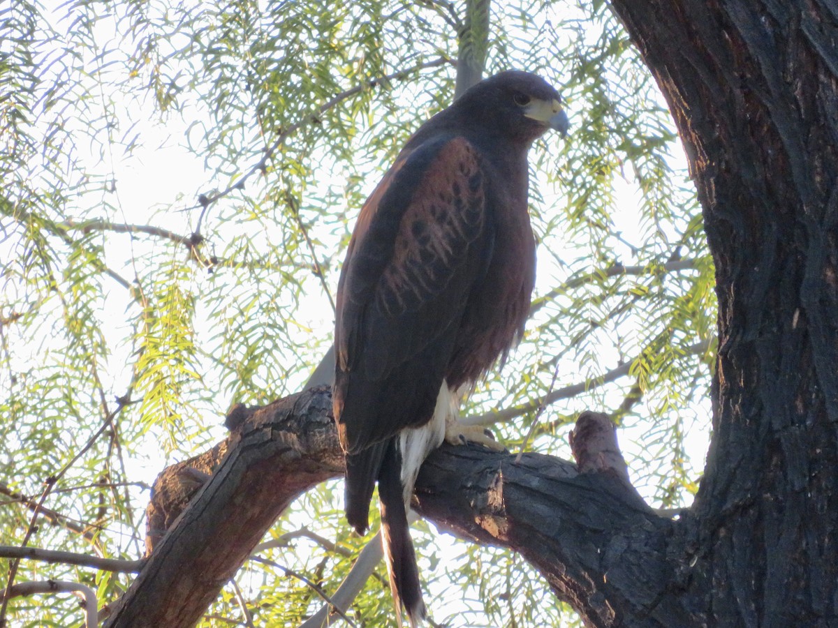 kaktusvåk - ML646555367