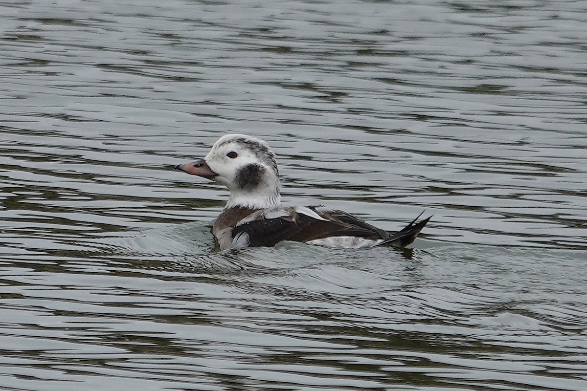 Moretta codona - ML646555368