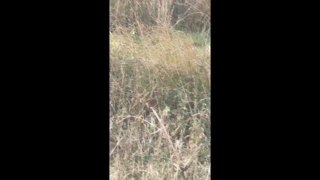 Eurasian Wren - ML646555374