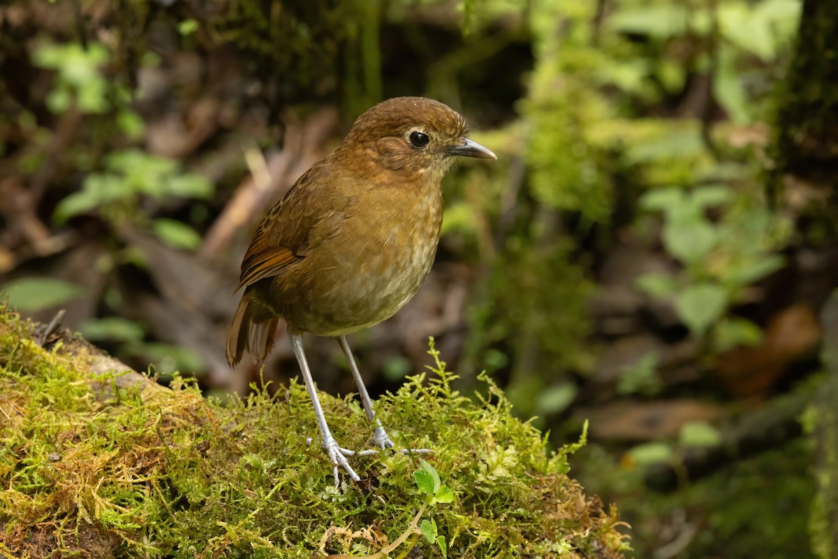 Brown-banded Antpitta - ML646555375