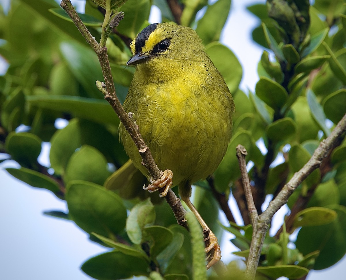 Black-crested Warbler - ML646555376