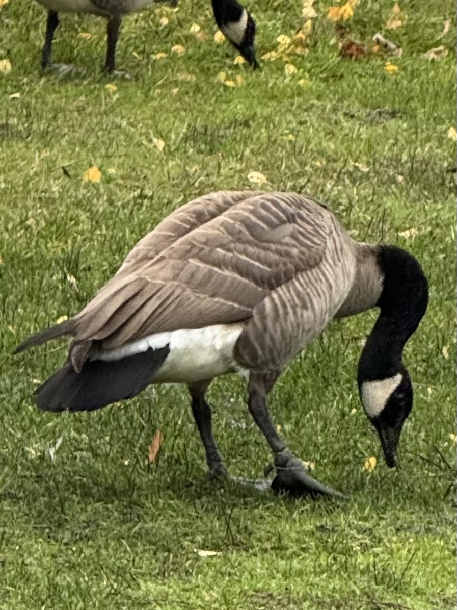 Канадская казарка - ML646555377