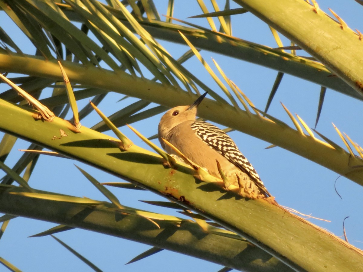 kaktusspett - ML646555378