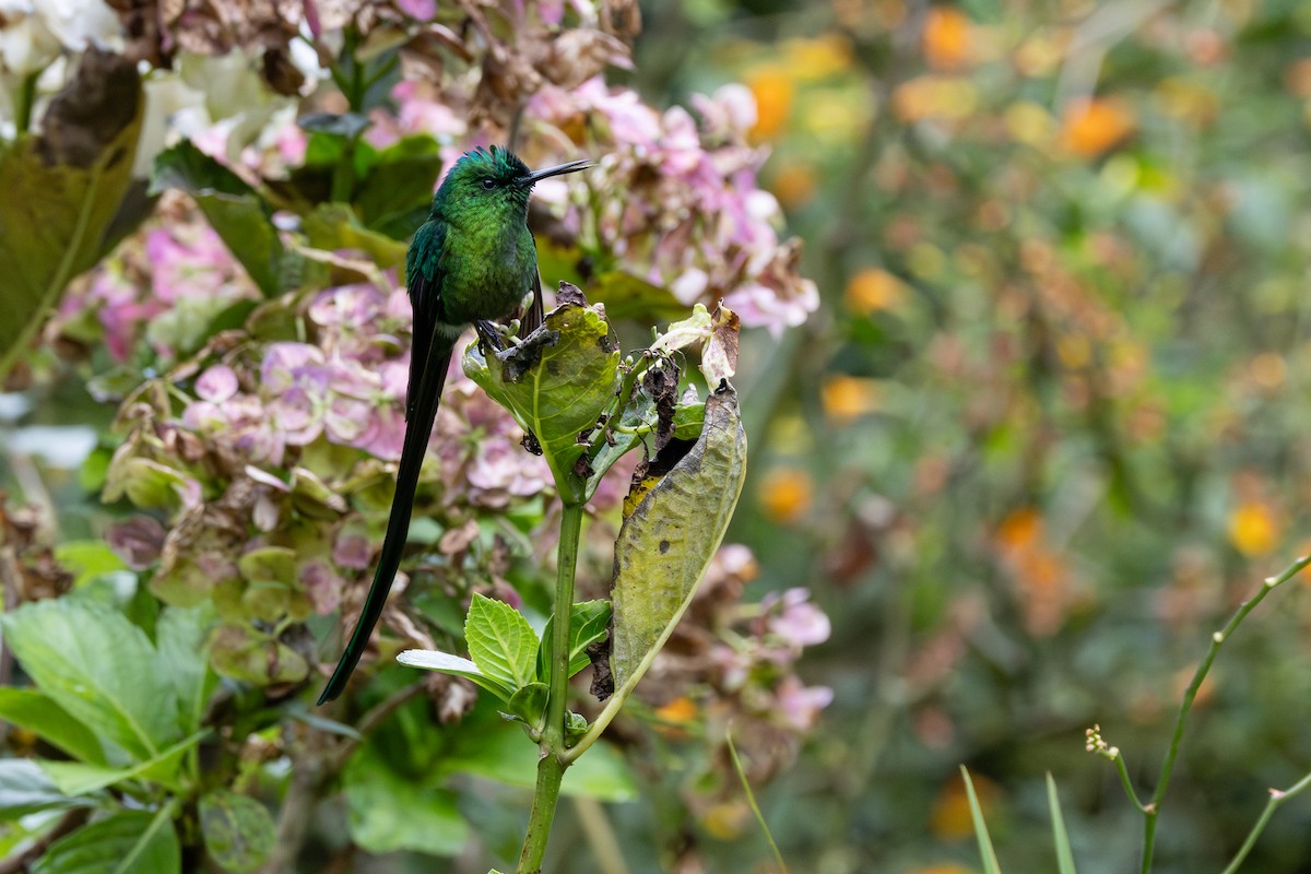 アオフタオハチドリ - ML646555380