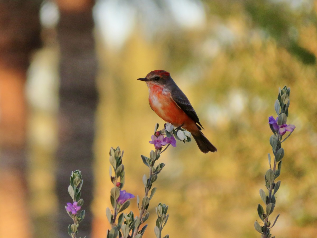 rubintyrann - ML646555382