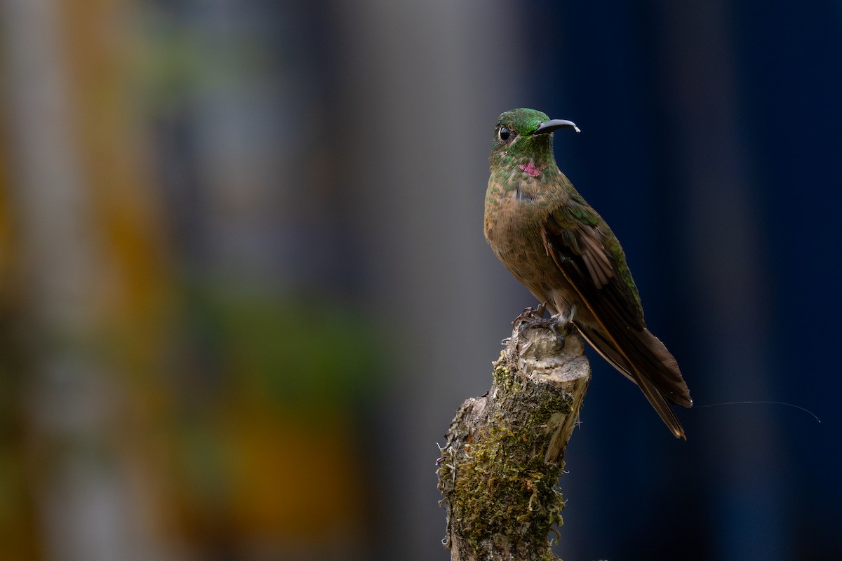 Brillante Pechigamuza - ML646555386