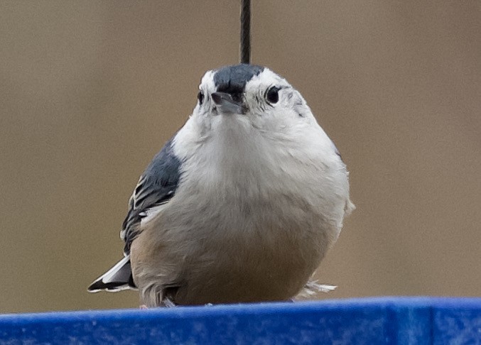 White-breasted Nuthatch - ML646555387
