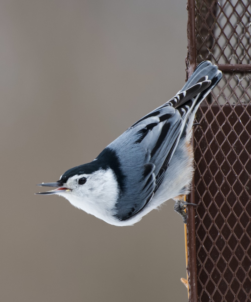 White-breasted Nuthatch - ML646555388