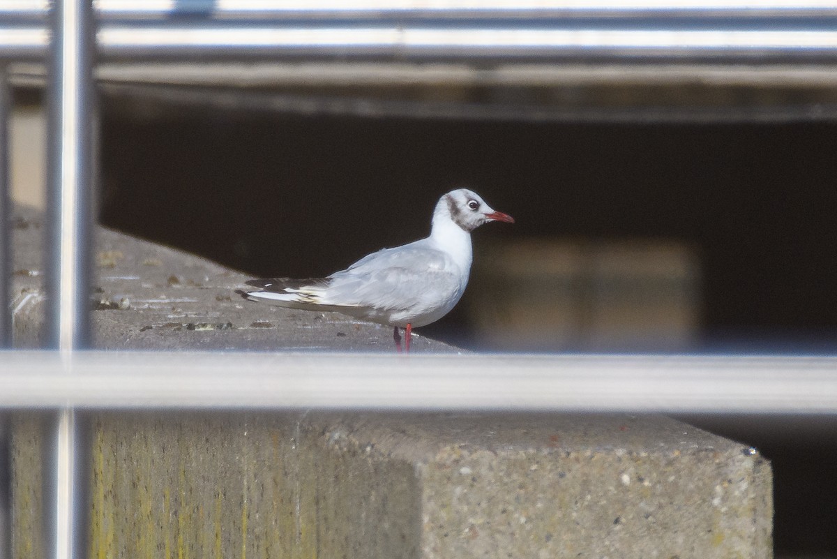 Black-headed Gull - ML646555389