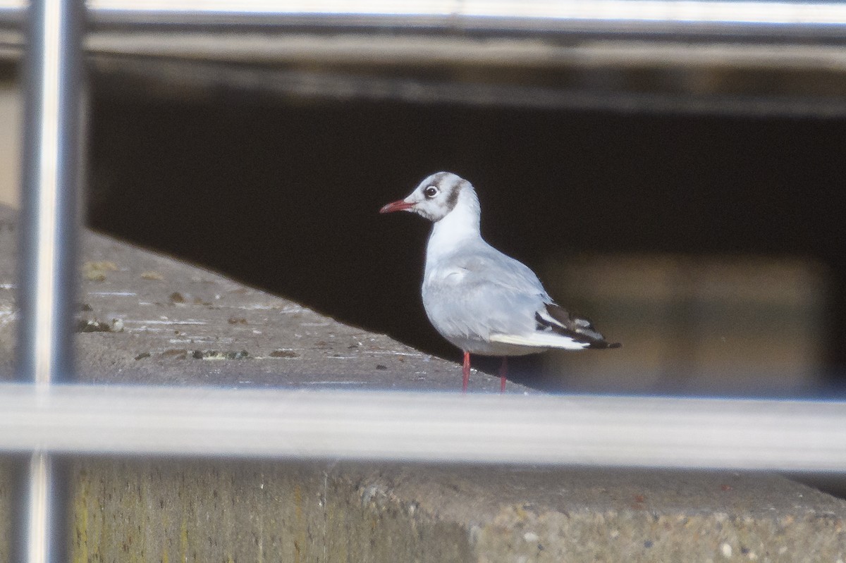 Black-headed Gull - ML646555390