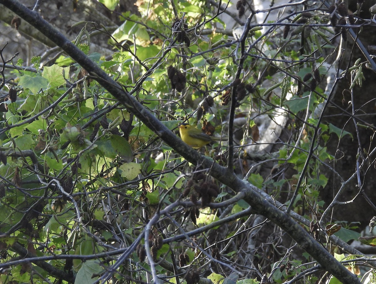 Болотянка мала - ML646555391