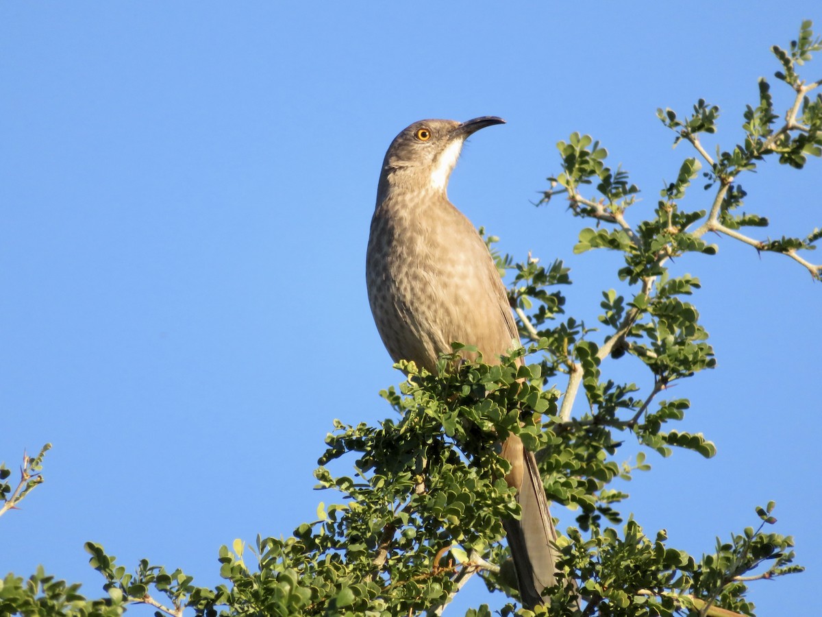 kaktusspottefugl - ML646555392