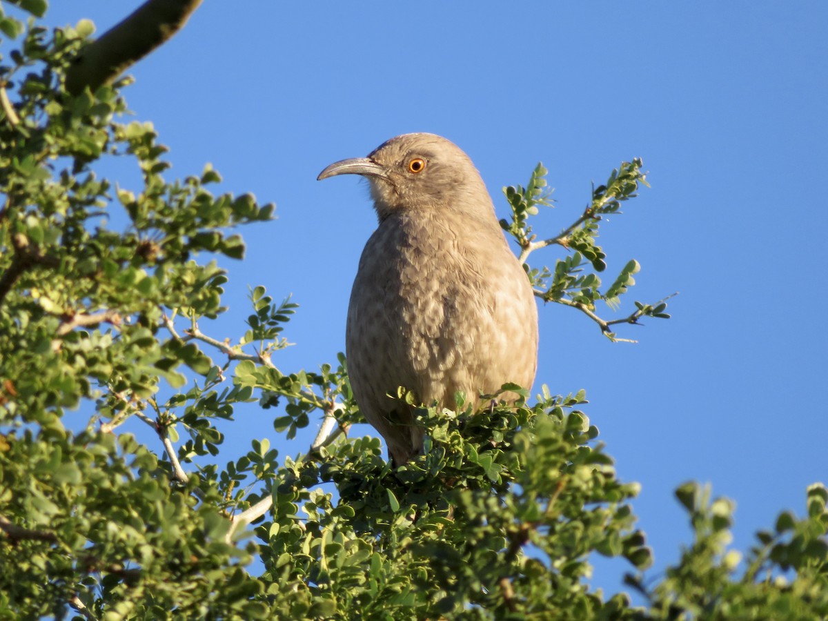 kaktusspottefugl - ML646555393