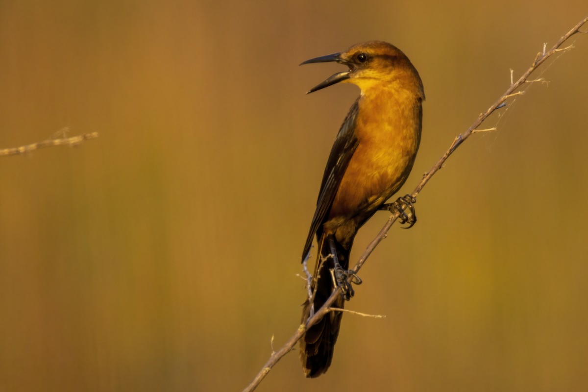 Boat-tailed Grackle - ML646555395