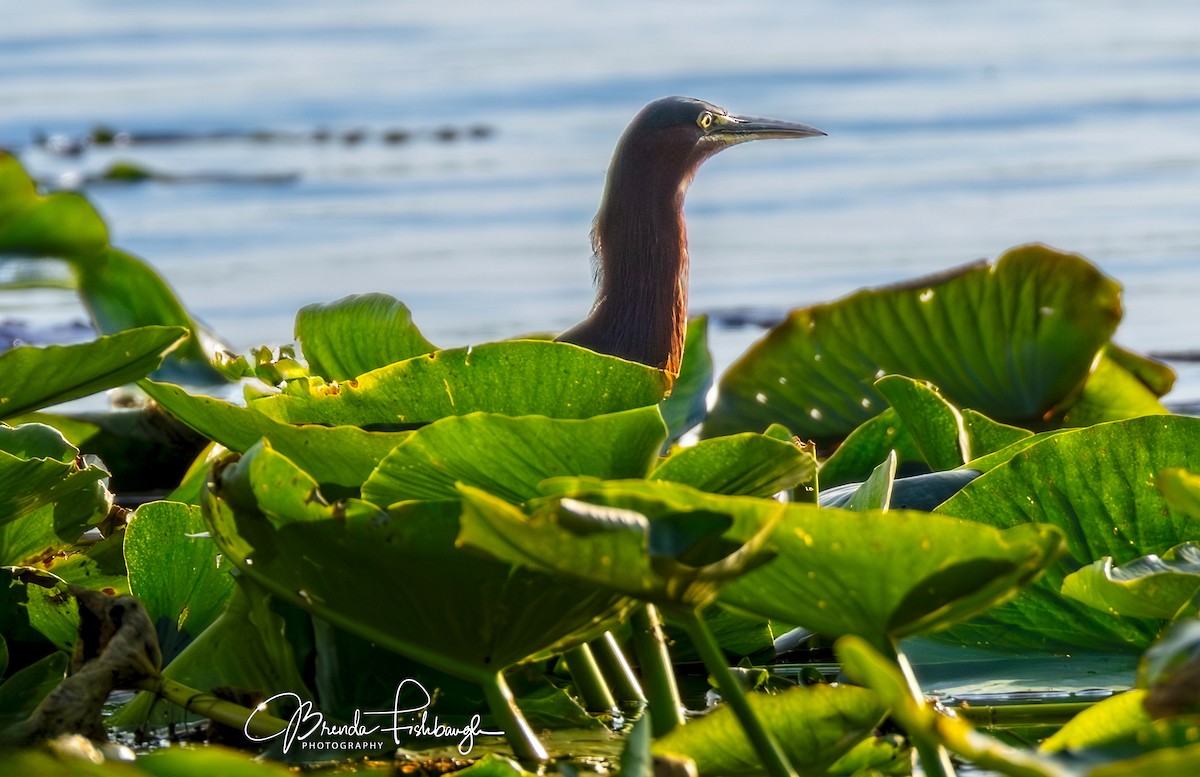 Green Heron - ML646555396
