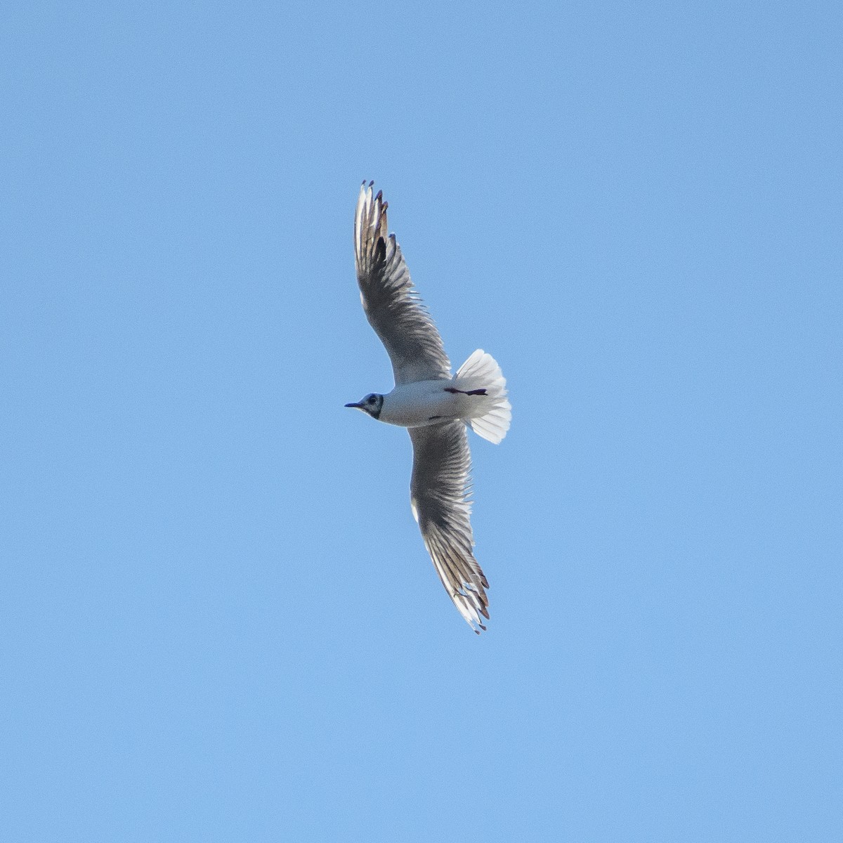 Black-headed Gull - ML646555397