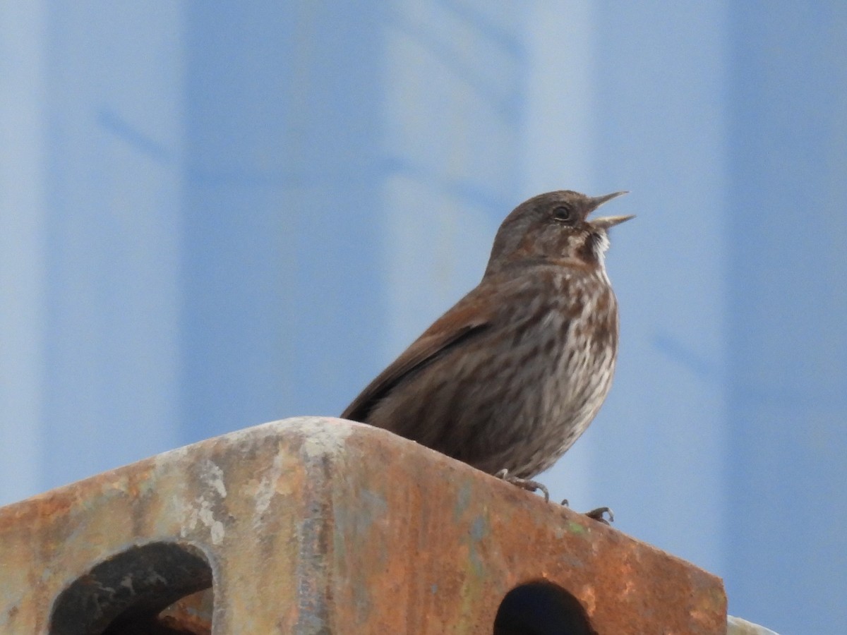 Song Sparrow - ML646555398