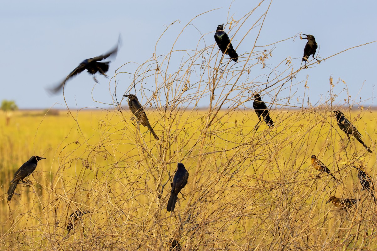 Boat-tailed Grackle - ML646555401