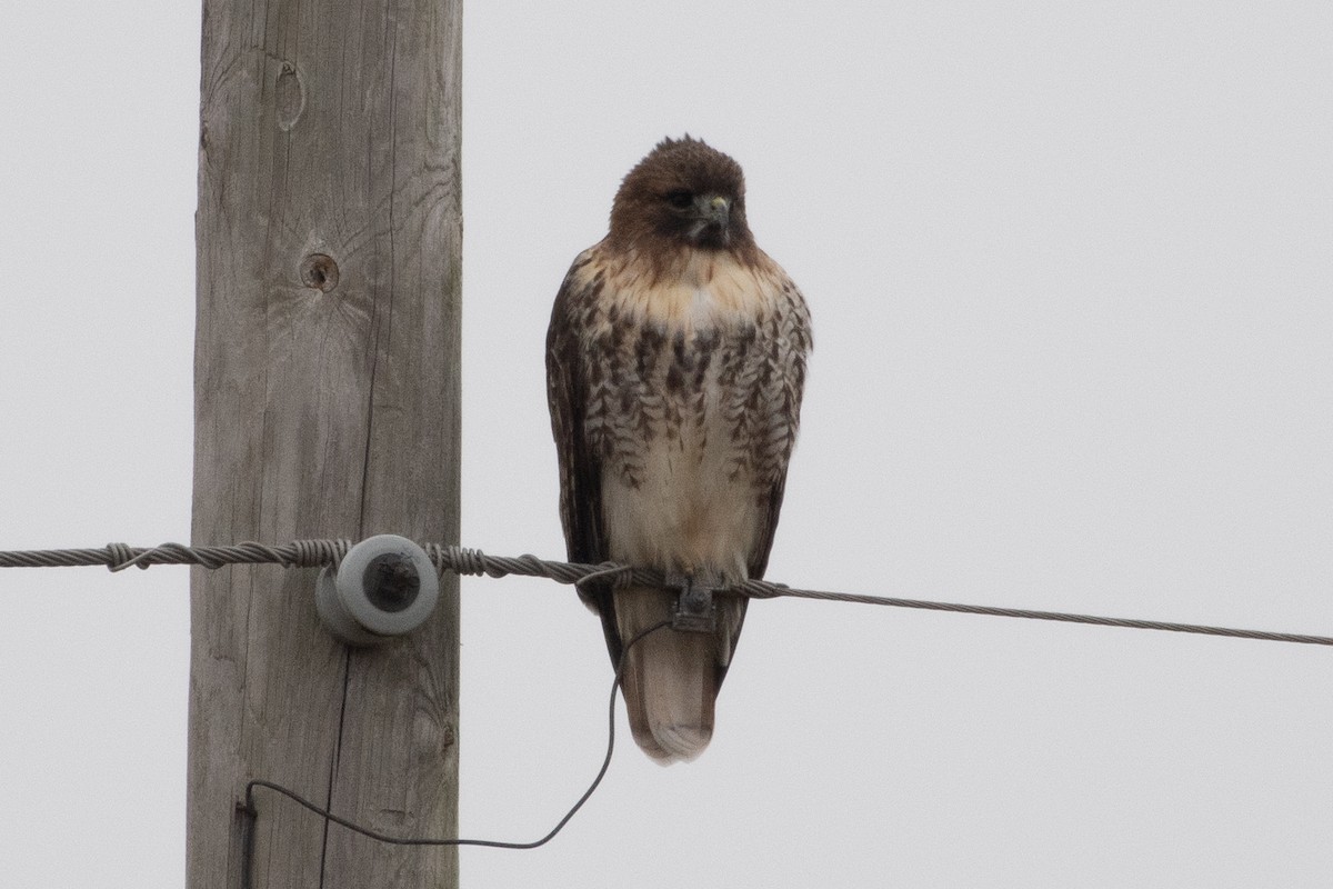 Red-tailed Hawk (abieticola) - ML646555405