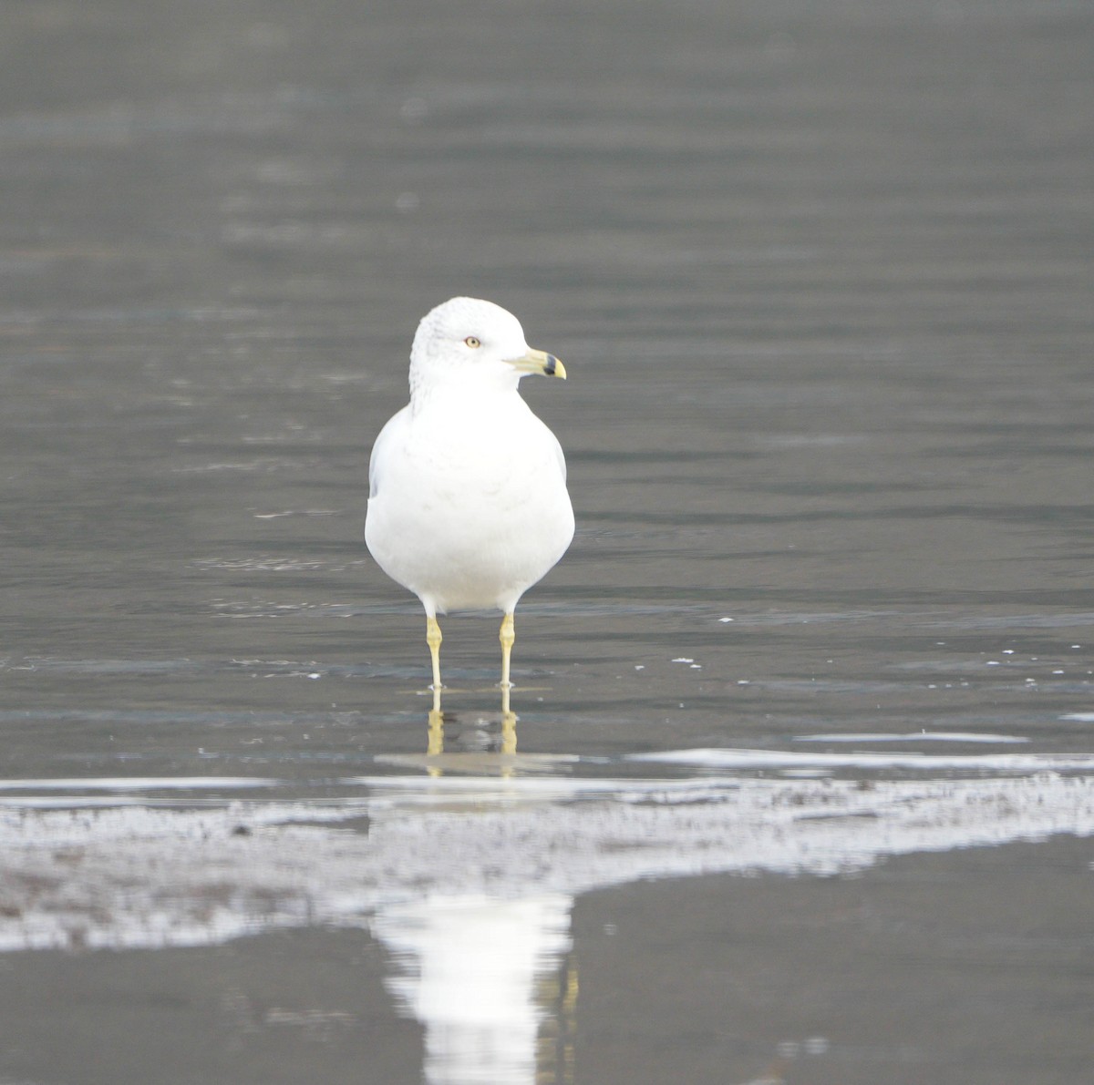 Ring-billed Gull - ML646555408