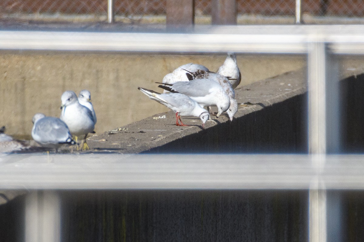 Black-headed Gull - ML646555409
