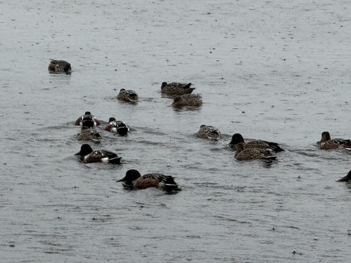 Широконоска - ML646555411