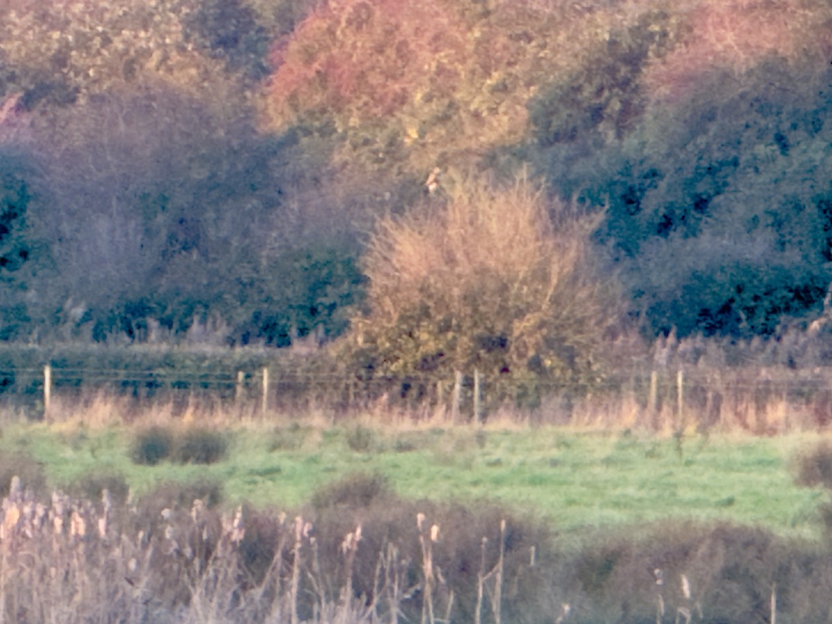 ヨーロッパノスリ - ML646555412