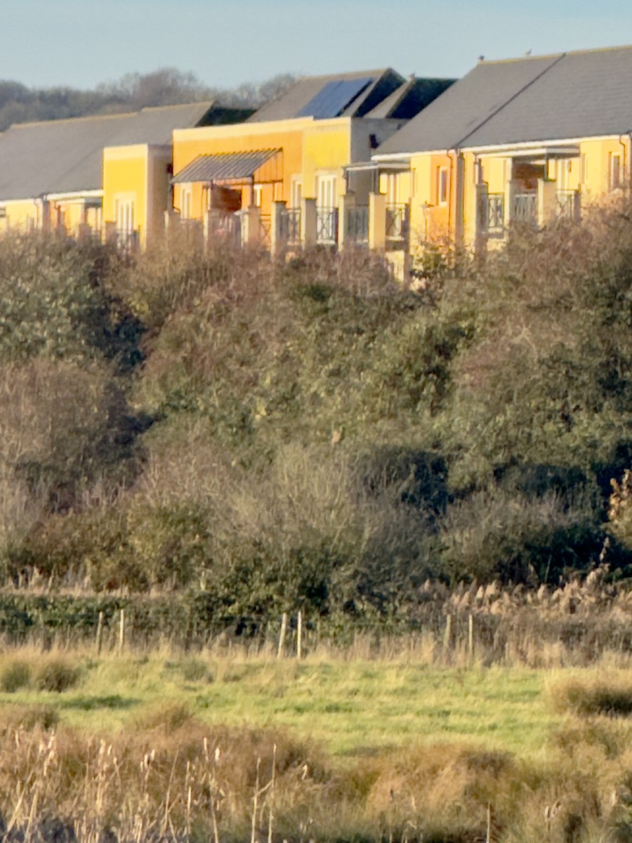 ヨーロッパノスリ - ML646555413