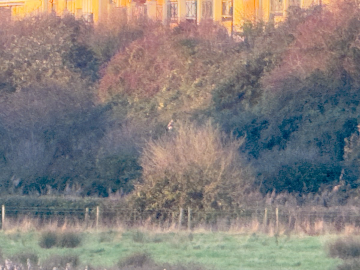 ヨーロッパノスリ - ML646555414