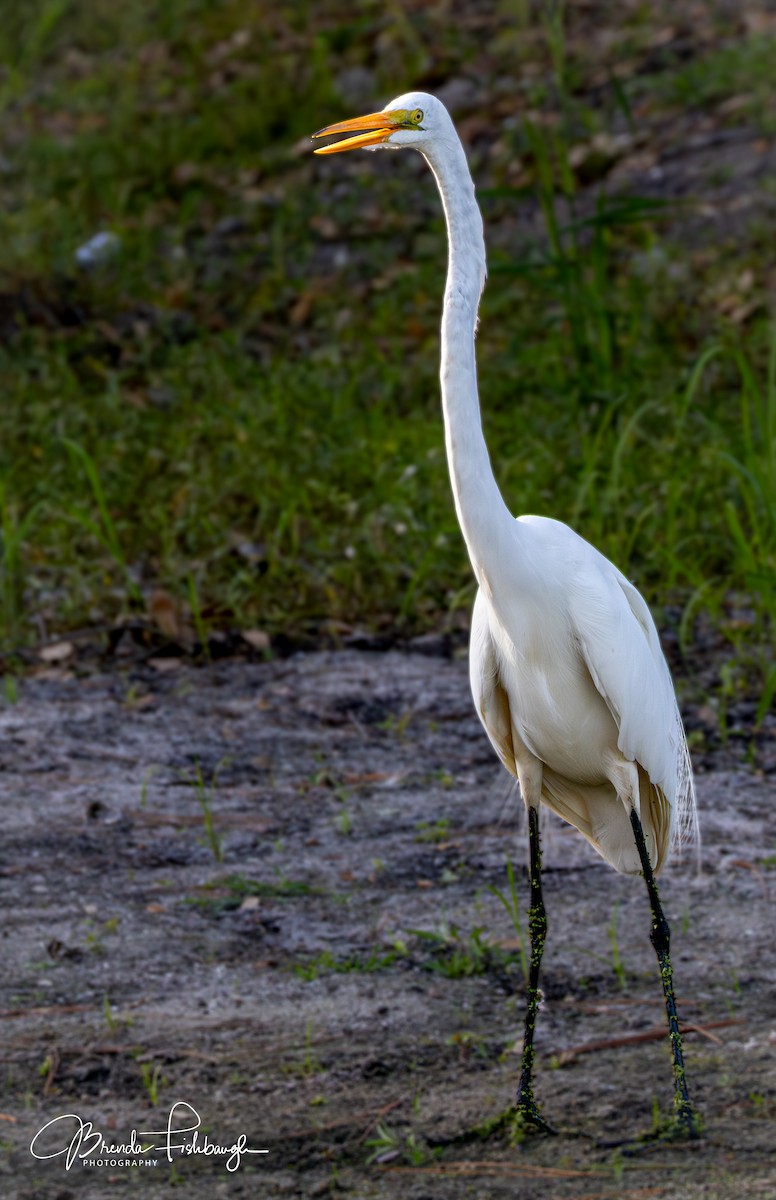 大白鷺 - ML646555415