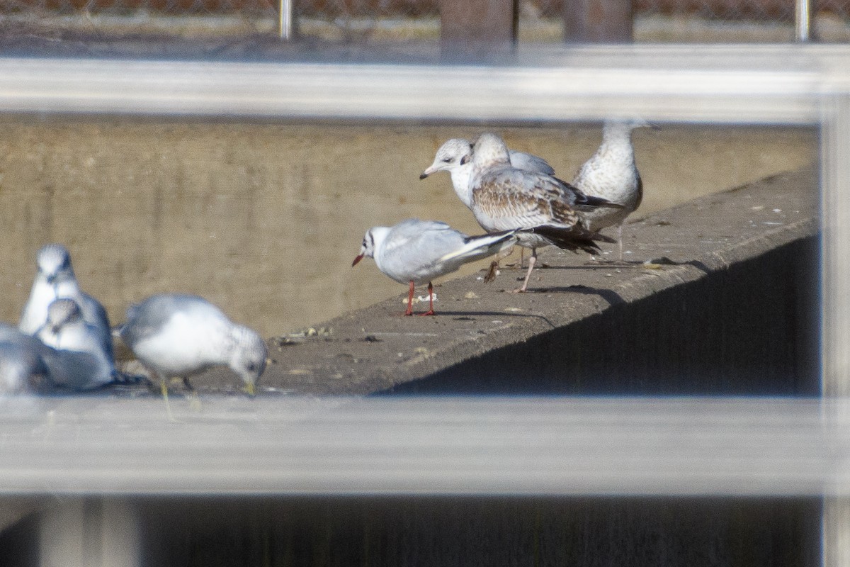 Black-headed Gull - ML646555416