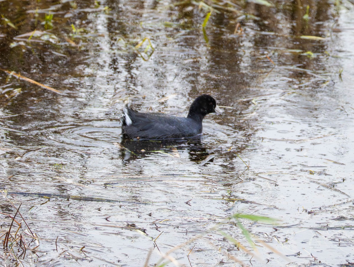 Indianerblässhuhn - ML646555417