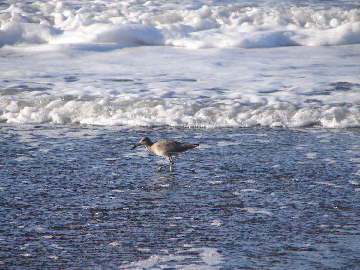 Willet - ML646555418