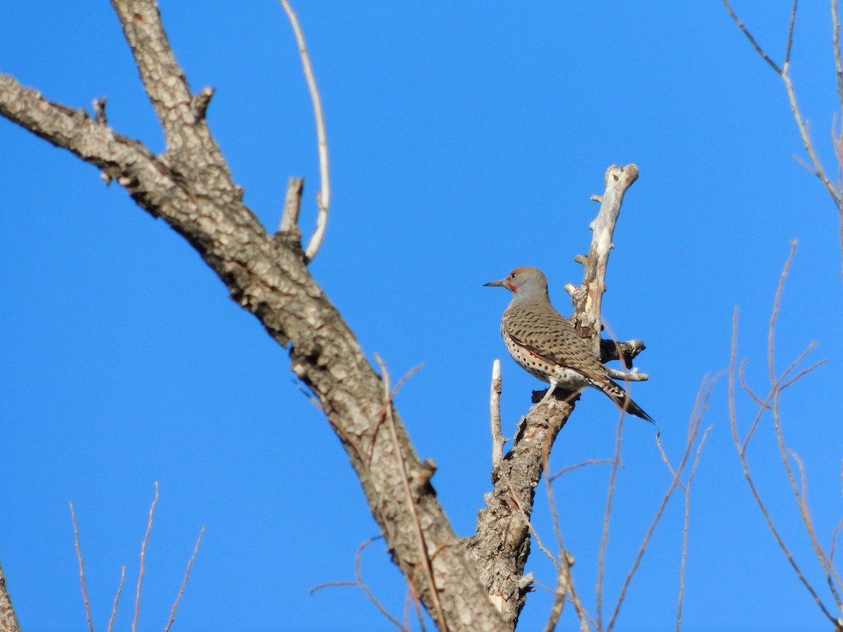 Northern Flicker - ML646555428