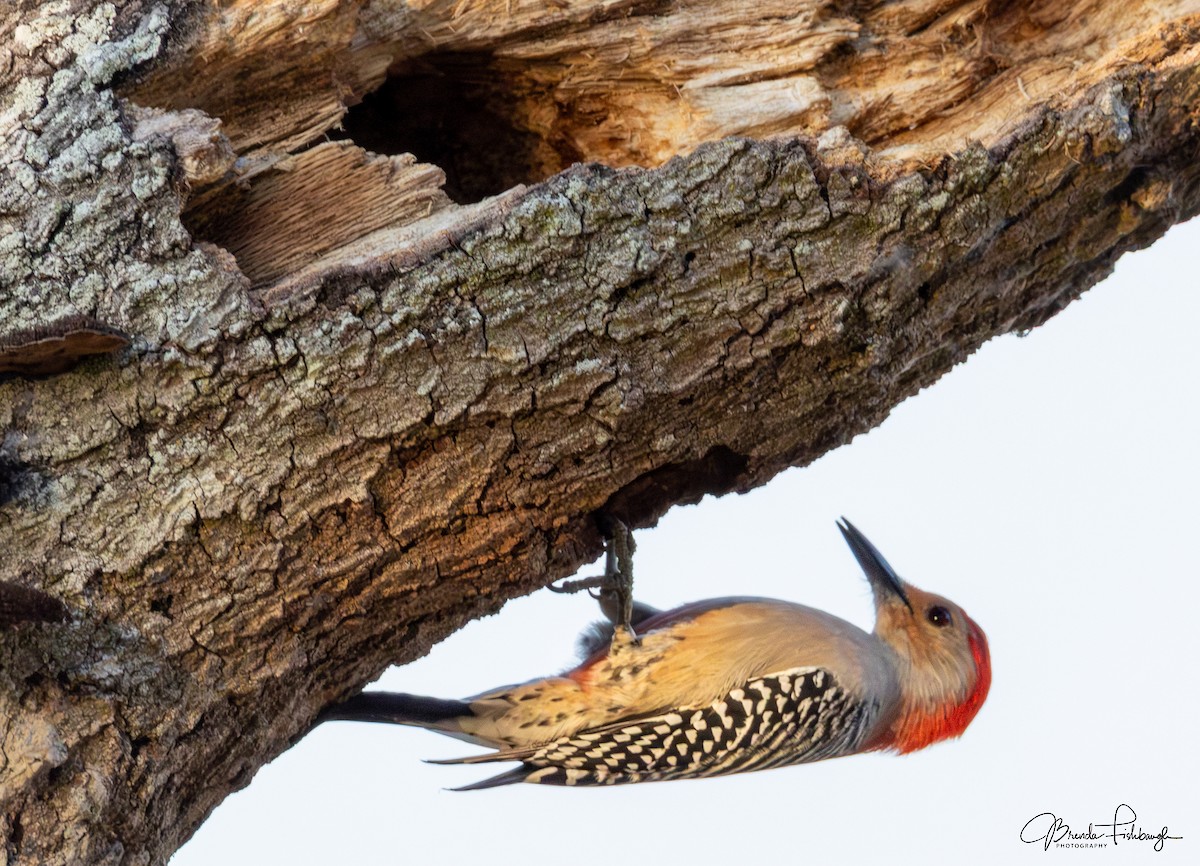 Carolinaspecht - ML646555429