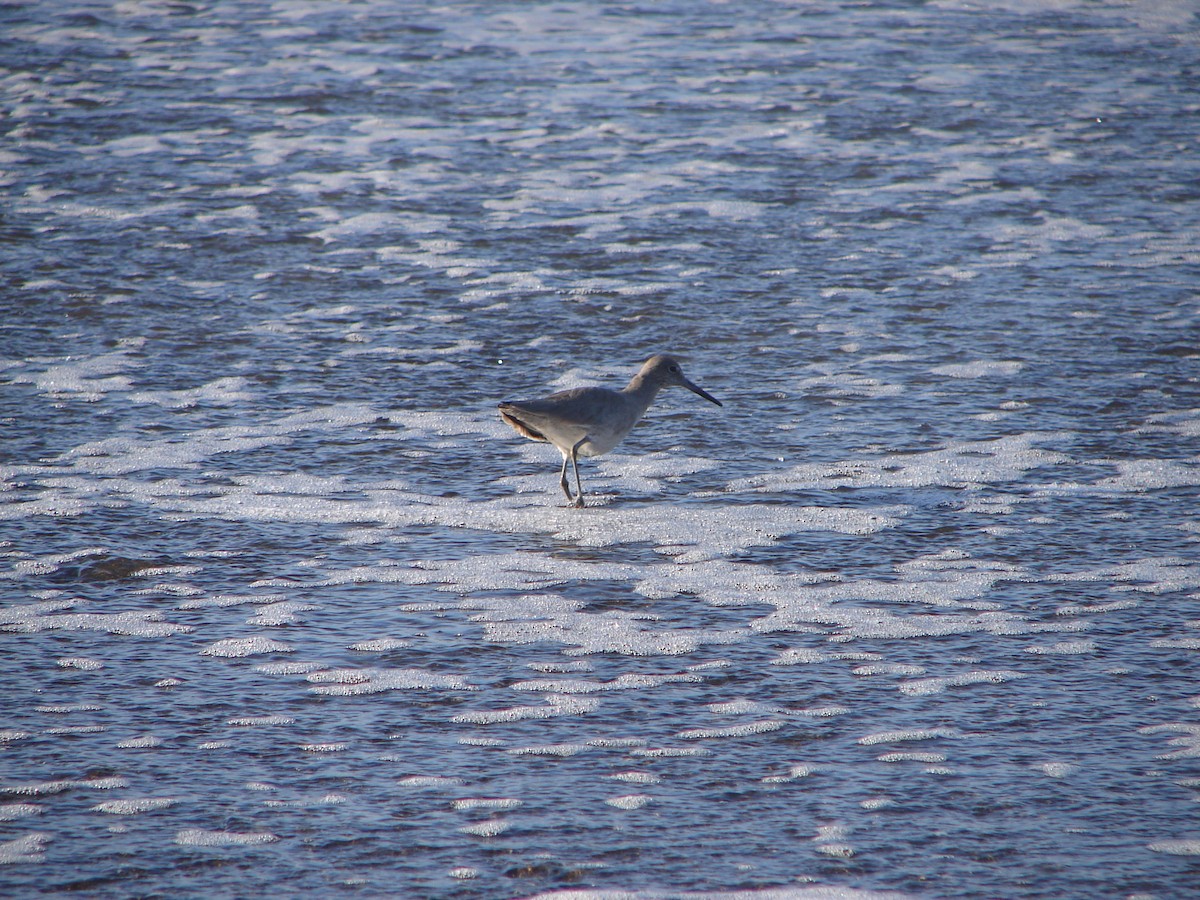 Willet - ML646555430