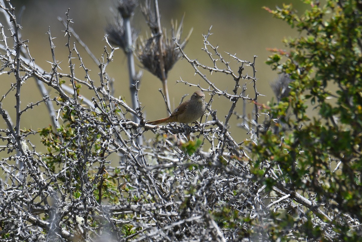 Sharp-billed Canastero - ML646555435
