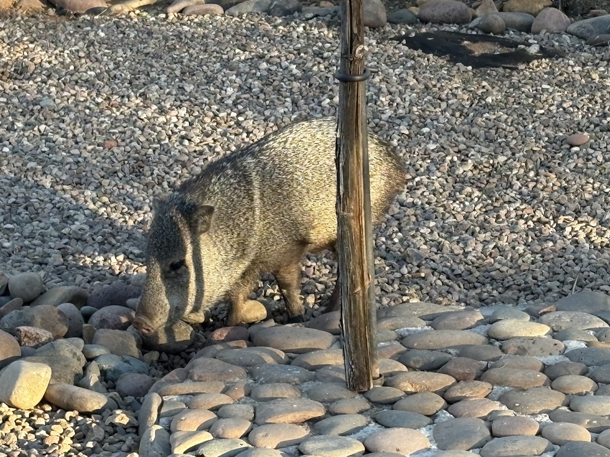 Sonoran Collared Peccary - ML646555437