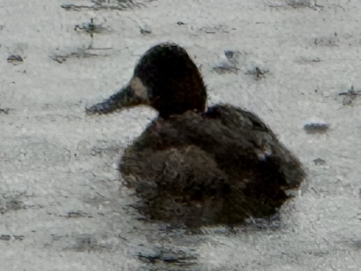 Малая морская чернеть - ML646555438