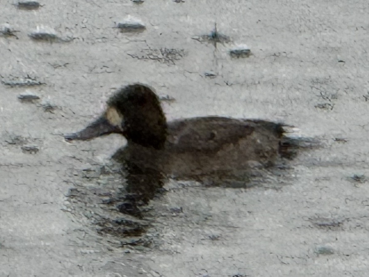 Малая морская чернеть - ML646555439