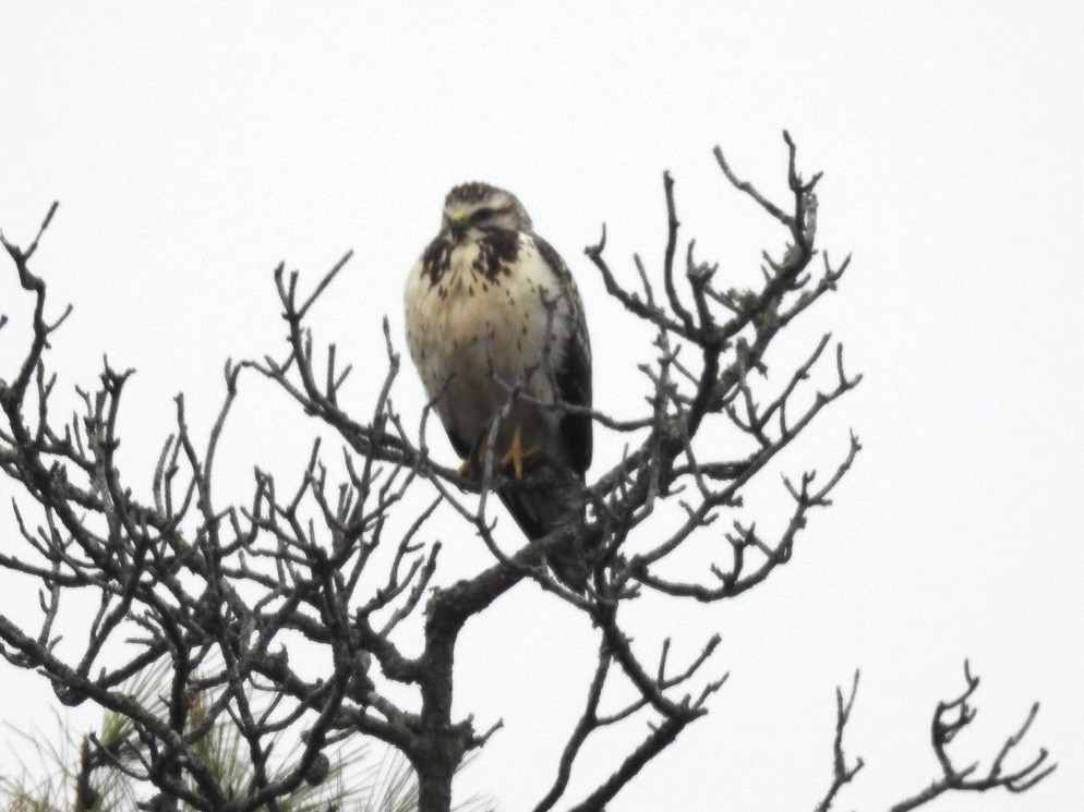 Swainson's Hawk - ML646555440