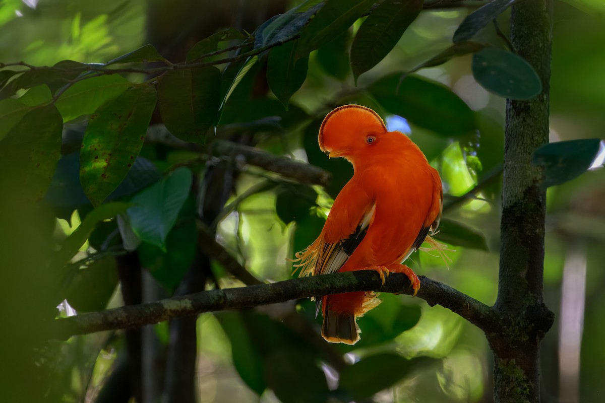 Tiefland-Felsenhahn - ML646555441