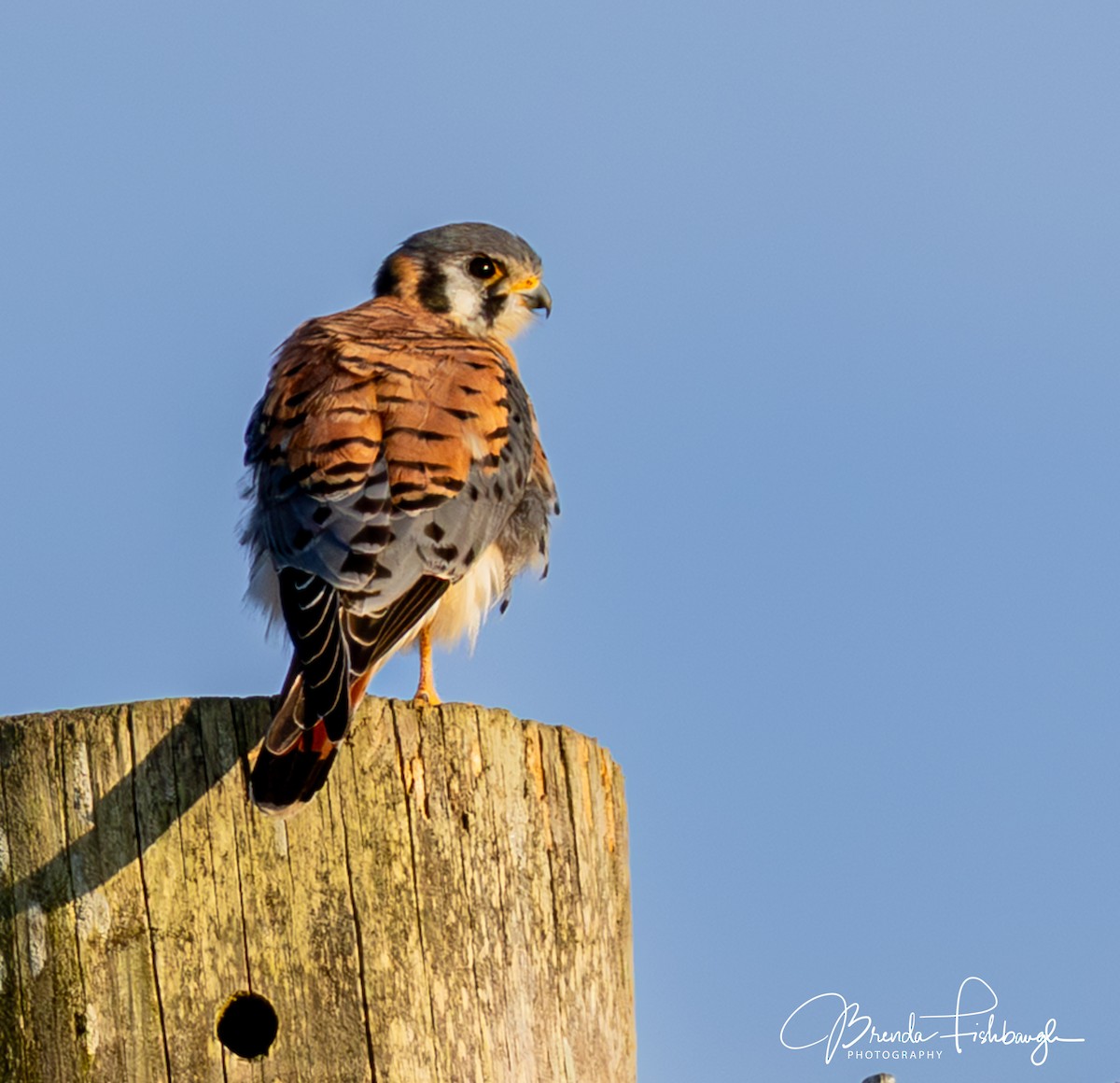 American Kestrel - ML646555443