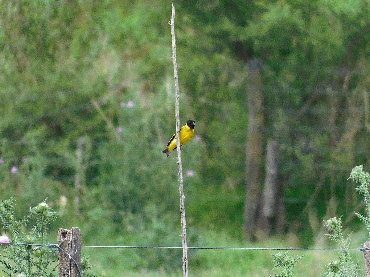 hettesisik - ML646555444