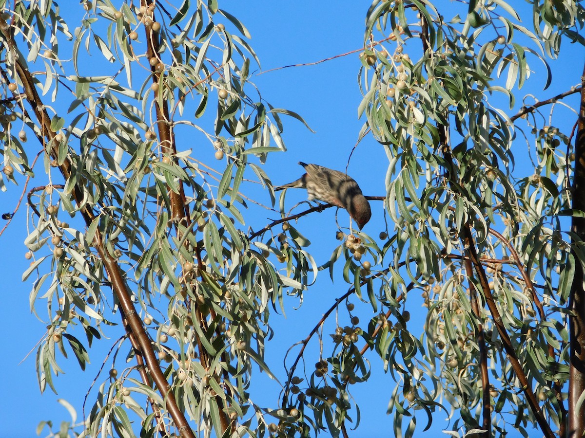 House Finch - ML646555445
