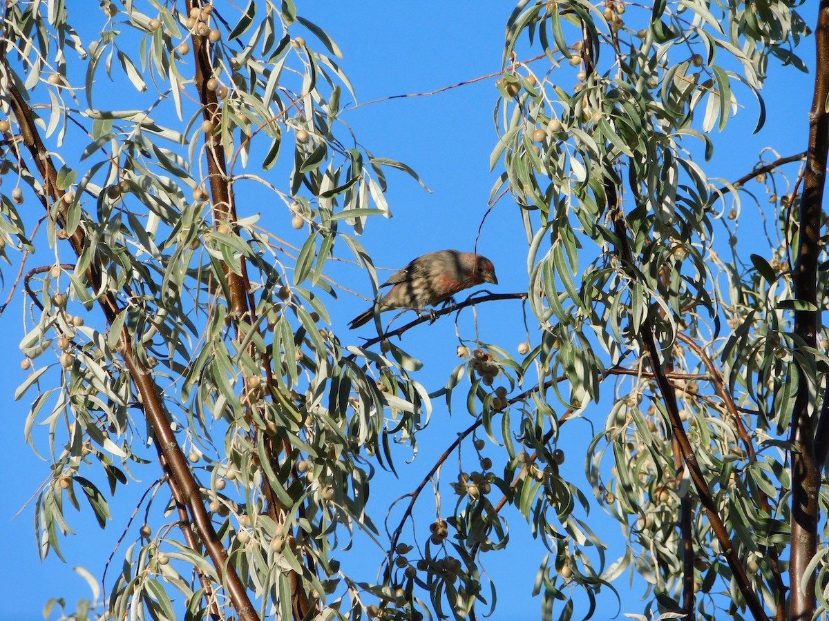 House Finch - ML646555446